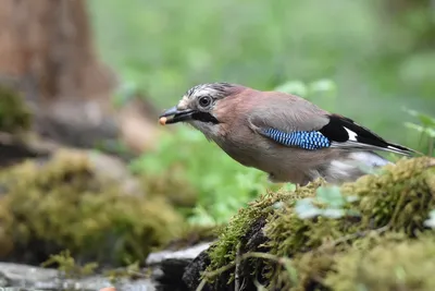 Сойка имитирует смех ребёнка. ( Garrulus glandarius ) - YouTube