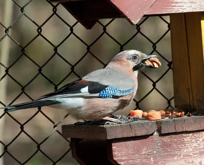 Чучело. Сойка. Garrulus glandarius.