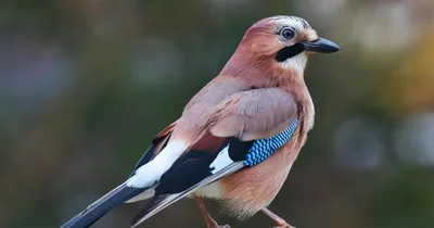 Линька Голубая сойка -Young Blue Jay. Photographer Etkind Elizabeth