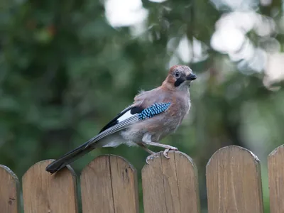 Сойка обыкновенная (Garrulus glandarius). Подробное описание экспоната,  аудиогид, интересные факты. Официальный сайт Artefact