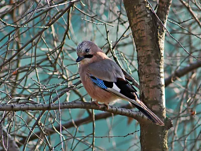 Blue Jay - Голубая сойка. Photographer Etkind Elizabeth