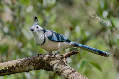 Сойка (Garrulus glandarius)