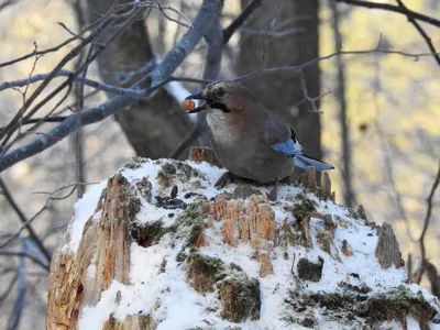 Голубая сойка - eBird