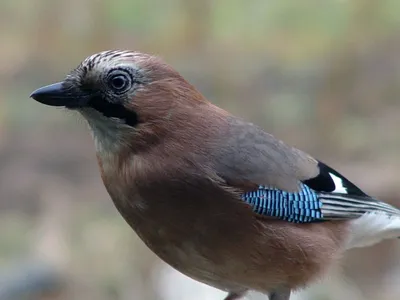 Сойка, европейская сойка, Jay, eurasian jay, сойка в лесу, врановые, птица,  松鴉(橿鳥), Vlaamse Gaai, Granskjur, Kestane Kargası, ヤマガラス, カシド, Geai des  chênes, Ghiandaia eurasiatica, Arrendajo Común Stock Photo | Adobe Stock