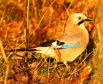 Сойка (Garrulus glandarius). Птицы Сибири.