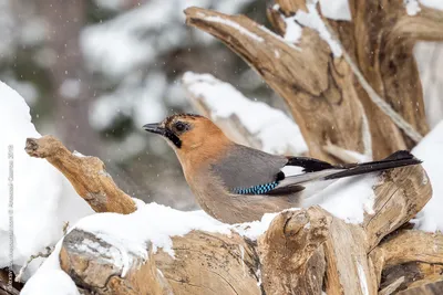 Голоса птиц Как поёт Сойка (Garrulus glandarius) - YouTube