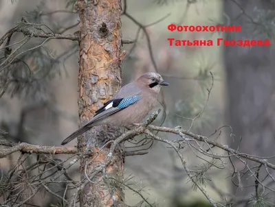 Сойка — птица-«пересмешница» - Я - Краевед