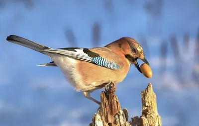 Птица Сойка интересные факты, Garrulus glandarius, Jay | Пикабу