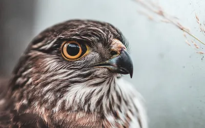 Бесплатное изображение: Сапсан, Сокол, птица, falco peregrinus