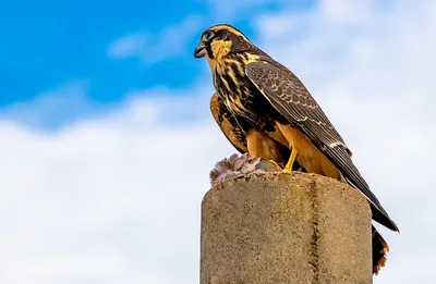 Фотография Сокол Птицы common kestrel вдвоем Животные