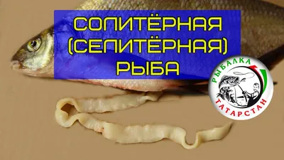 Что такое солитёрная (селитёрная) рыба? Как выглядит Солитёр! Как  проверять! - YouTube