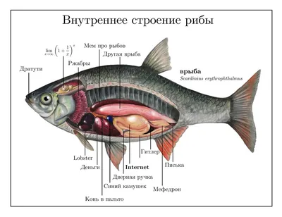 Много льда и истекший срок годности: Роспотребнадзор проверил фирмы,  торгующие рыбой в Прикамье - 4 августа 2017 - 59.ru