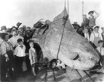 Огромная океаническая солнечная рыба (Mola mola) | Пикабу