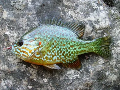 Lepomis gibbosus