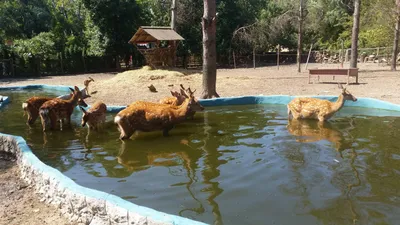 Аттракционы «Солнечного острова» в Краснодаре снесут по решению суда