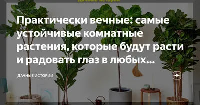 Аглаонема Катлесс – Купить Аглаонема Катлесс в Киеве с доставкой