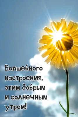 С добрым утром, солнышко | Доброе утро, Милые сообщения, Картинки