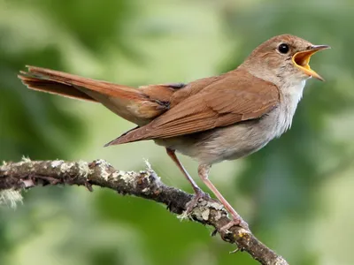 Южный соловей - eBird