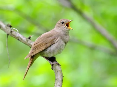 Соловей-красношейка - eBird