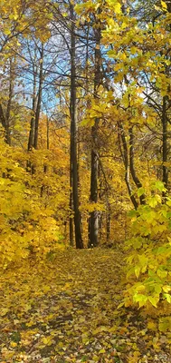 Жилой комплекс Соловьиная роща в Казани - корпус Дом 6 / ул. Рауиса  Гареева, 80/6