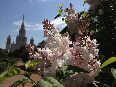 Купить Сирень Красавица МосквыSyringa Beauty of Moscow - в питомнике Флорини