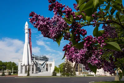 Сирень обыкновенная Красавица Москвы купить саженцы в интернет магазине  недорого