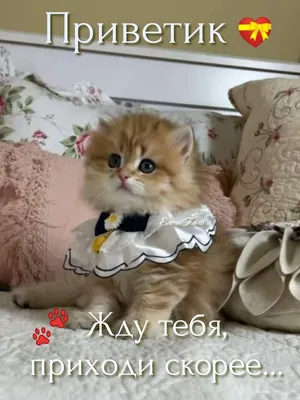 да.. #рек #рекоминдации #врек #актив #привет #соскучилась | TikTok