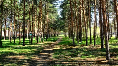 МБУК ПКИО Сосновый бор, парк культуры и отдыха, Учительская ул., 49,  Новосибирск — Яндекс Карты