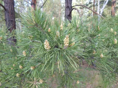 Сосны (Инком). Продажа домов в Сосны (Инком), цены