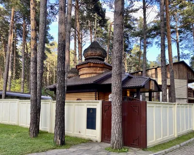 Купить саженцы сосны в Красноярске
