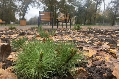 Сосны, магазин продуктов, Красноярск, Октябрьский район, улица  Академгородок, 12А/1 — Яндекс Карты