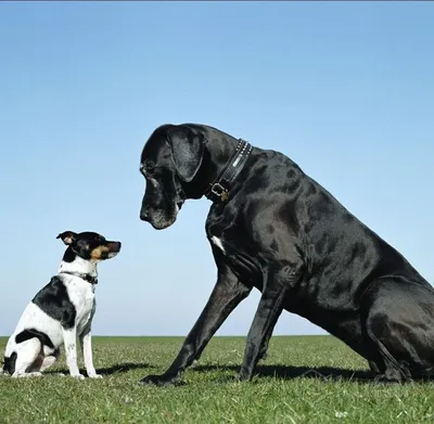 Что необходимо знать о вязке собак🐩💛🐕 | PRO PLAN | Дзен