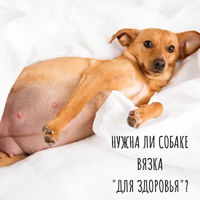Спаривание Собак Чернобелое Зернистое Изображение Снятое На Пленку Маты  Четыре 4 Собаки В То Же Время Дворовые Плиты На Улице На Открыто — стоковые  фотографии и другие картинки Агрессия - iStock