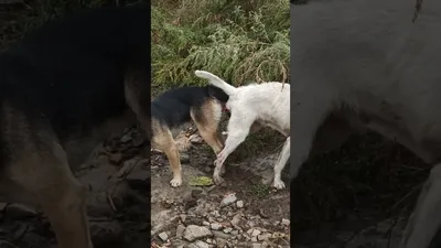 Как происходит вязка собак немецкой овчарки | My Life and My Dogs❤️ | Дзен