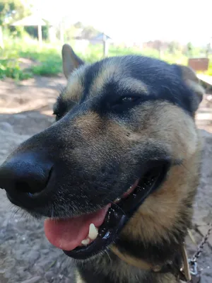 Течка у собак 🐕 – сколько длится, признаки и симптомы, помощь питомцу