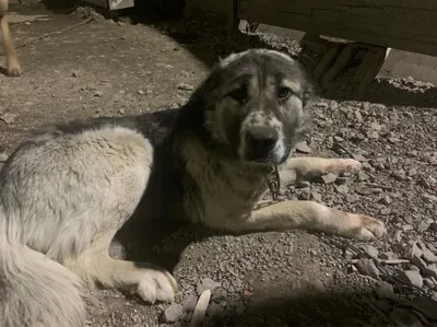 Вязка собак. Что делать, если сука не берёт кобеля в замок?!/ breeding dogs  - YouTube