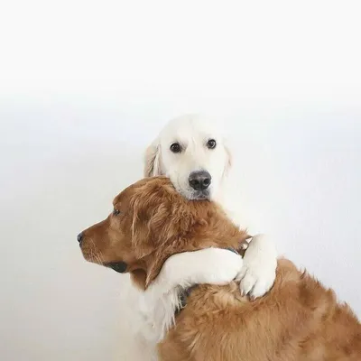 Вязка собак породы американский питбуль (mating dogs) / Нетерпеливый кобель  и его игривая подружка - YouTube