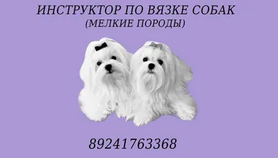 Вязка собак: мифы и риски - Многопородный клуб «Суперминики»
