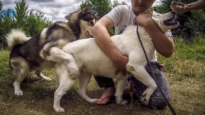 Вязка собак чуть не превратилась в изнасилование! - YouTube