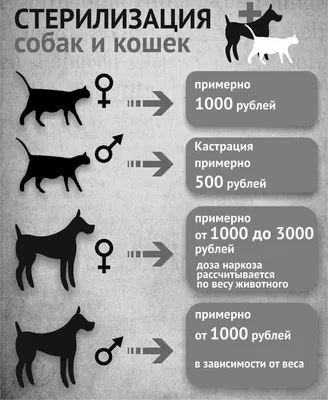 На какой день течки собака готова к вязке: когда сводят собак, правила  случки и вероятные сложности