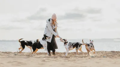 Собак Спаривания На Пляже — стоковые фотографии и другие картинки Собака -  Собака, Спаривание животных, 2015 - iStock