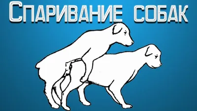 Вязка собак. всё что нужно знать о спаривании собак. | Домашние животные -  самое важное | Дзен