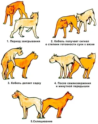 Спаривание собак, больших и маленьких