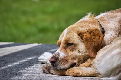 Собака притворяется спящей, чтобы не идти к ветеринару - видео -  22.05.2019, Sputnik Таджикистан