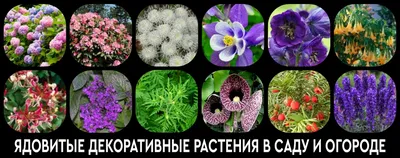 Ядовитые растения для кошек – какие вазоны ядовиты для кошек