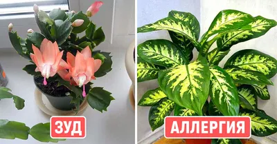 Ядовитый комнатный цветок - фото и картинки: 71 штук