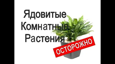 Опасные комнатные цветы: какие точно не стоит держать дома - 12 мая 2023 -  НГС