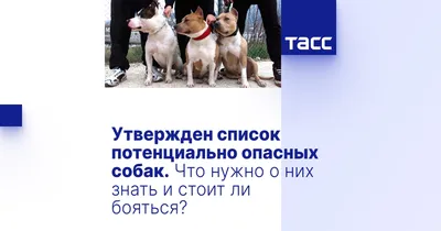 Перечень потенциально опасных пород собак в РФ