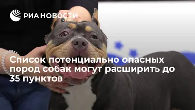 Поднялся вой: правительство утвердило список опасных пород собак | Статьи |  Известия