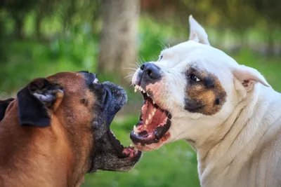 Самые опасные породы собак в Украине - список - Pets